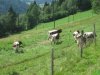 Ausztria - Ossiacher See 2012 #528