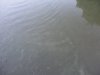 Tisza tó, avagy víz, bicikli, sör, meleg #205