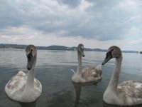 Balatonfüred-Tihany és környéke 2016