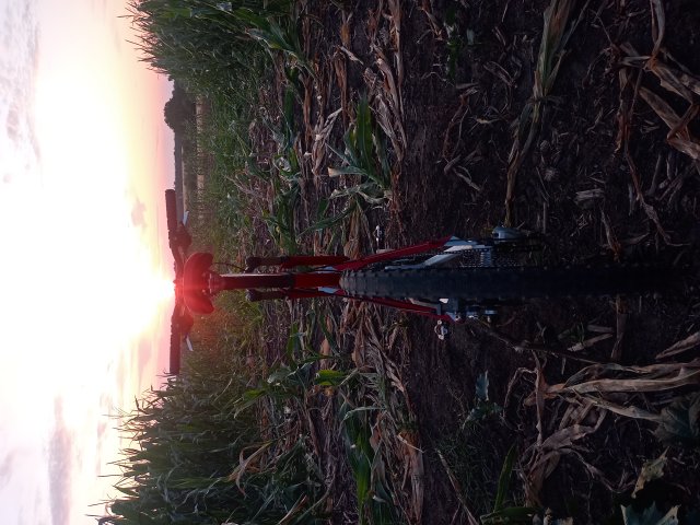 Tomac '98 Special '02 #155