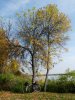 Az őszi Tisza tó* #8