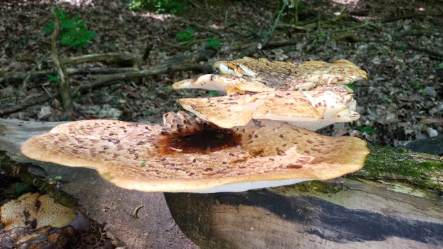 Dolina 33 teljesítménytúra '25 #24