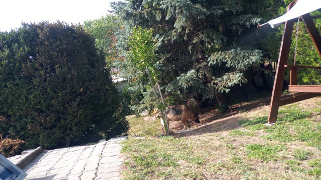 Reflex ALX 99 '89 #69