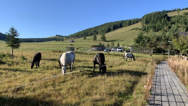Ausztria #38
