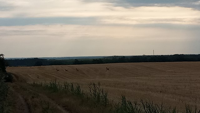 MTB '26 #1264
