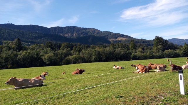 Mariazell '26 #197