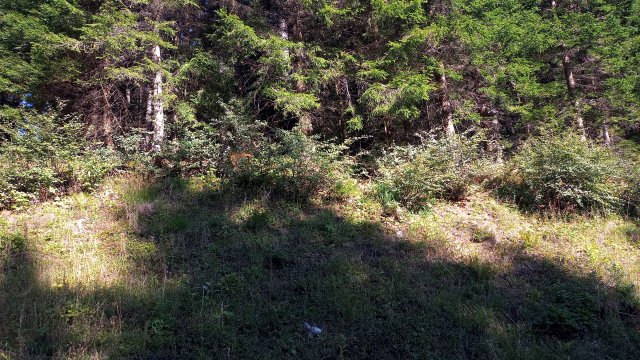 Mariazell '26 #272