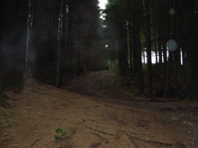 grizedale #1