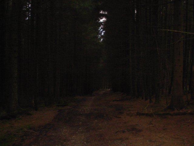 grizedale #2