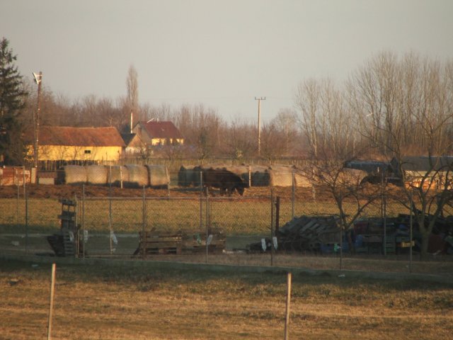 2011. február 6. - Röszke - Mórahalom #9