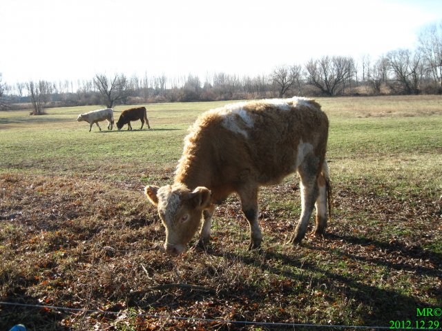 2012-es tekerések #3537