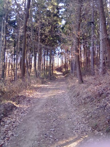 A  soproni erdőben #20