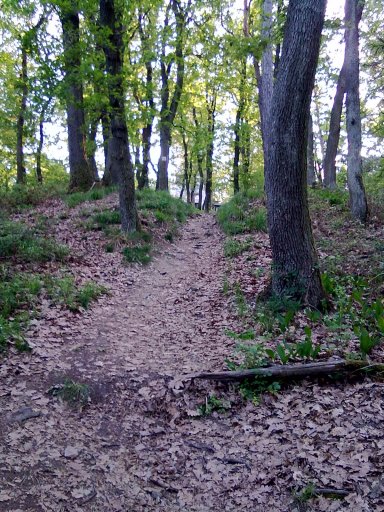 A  soproni erdőben #49