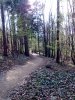 A  soproni erdőben #27
