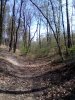 A  soproni erdőben #32