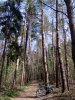 A  soproni erdőben #35