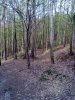 A  soproni erdőben #38
